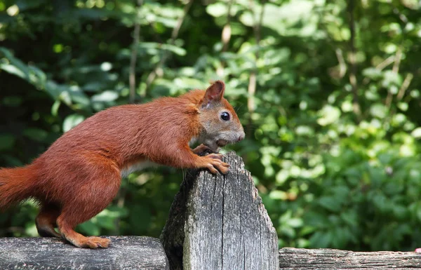 Sultne røde egern - Stock-foto