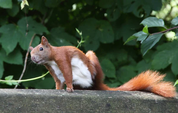 Hungry red squirrel Stock Photo