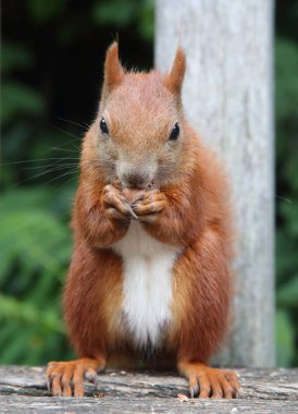 Aç kırmızı sincap