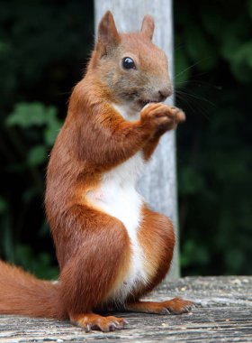 Aç kırmızı sincap