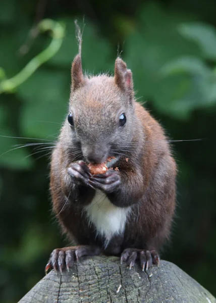 Hungry red squirrel — Stock Photo, Image