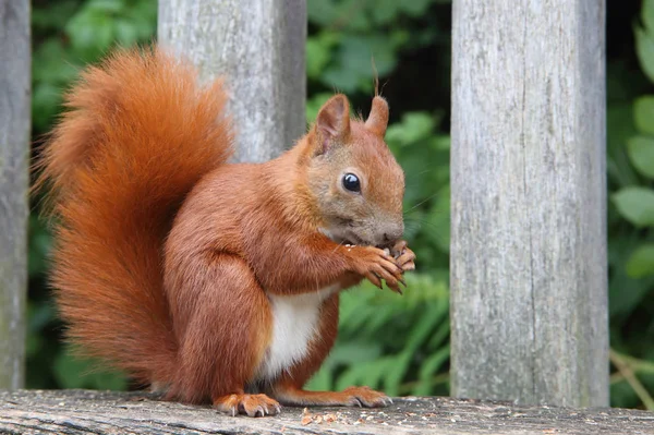 Aç kırmızı sincap