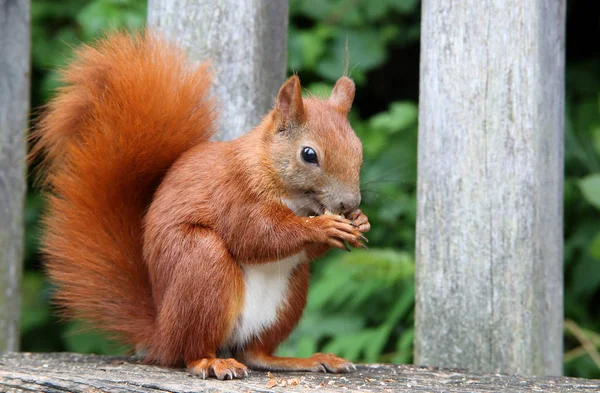 Ardilla roja hambrienta — Foto de Stock