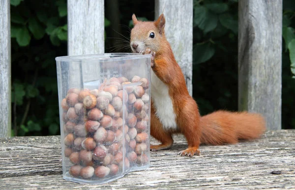Głodny wiewiórka — Zdjęcie stockowe