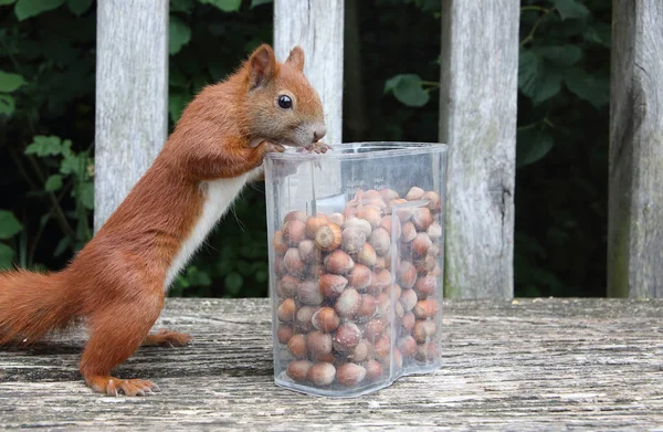 Esquilo vermelho faminto — Fotografia de Stock