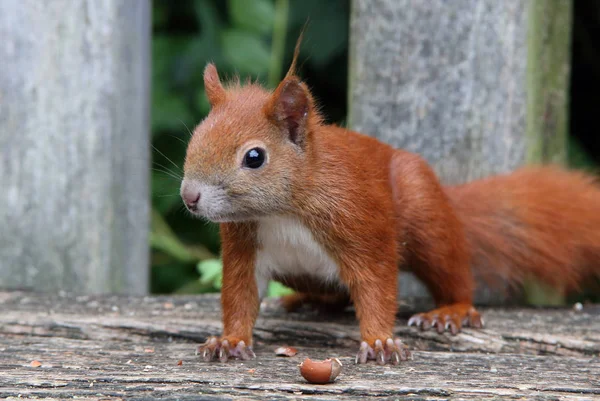 Ardilla roja hambrienta — Foto de Stock