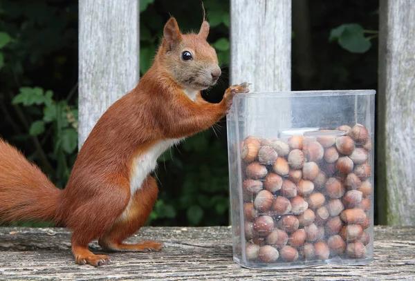 Esquilo vermelho faminto — Fotografia de Stock
