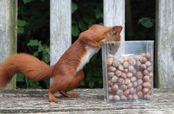 Hungrig ekorre — Stockfoto