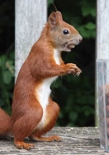 Hungry red squirrel — Stock Photo, Image