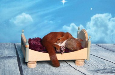 Sincap bir yatakta uyumak