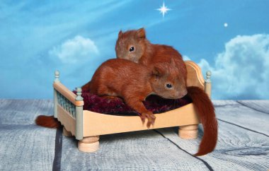 Sincap bir yatakta uyumak