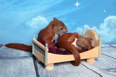 Sincap bir yatakta uyumak