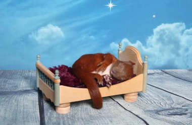 Sincap bir yatakta uyumak