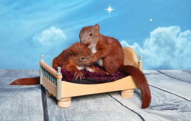 Sincap bir yatakta uyumak