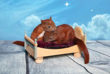 Sincap bir yatakta uyumak