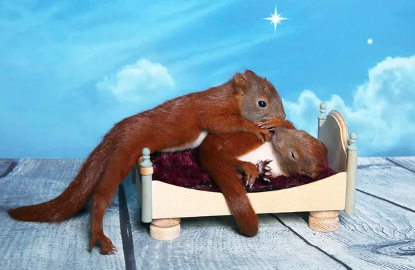 Squirrel sleeping in a bed — Stock Photo, Image