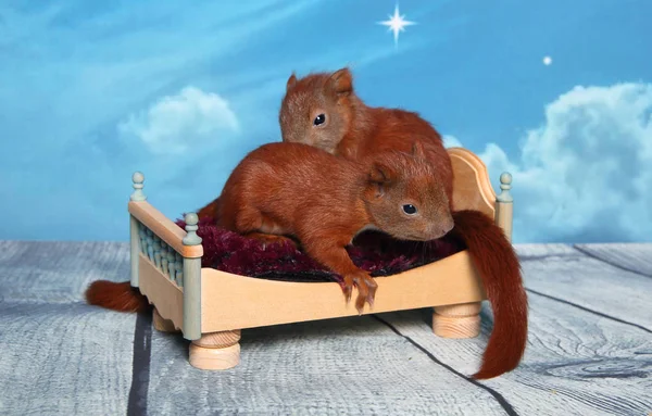 Sincap bir yatakta uyumak