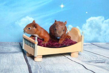 Sincap bir yatakta uyumak