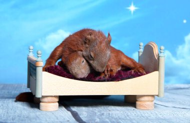 Sincap bir yatakta uyumak