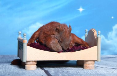 Sincap bir yatakta uyumak