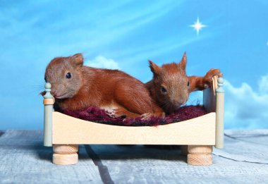 Sincap bir yatakta uyumak