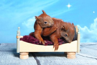 Sincap bir yatakta uyumak