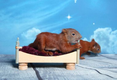 Sincap bir yatakta uyumak