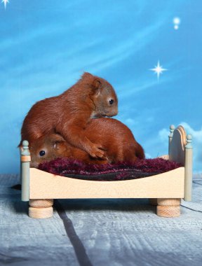 Sincap bir yatakta uyumak