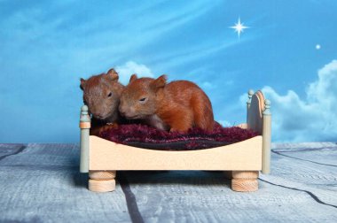 Sincap bir yatakta uyumak