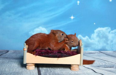 Sincap bir yatakta uyumak