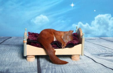 Sincap bir yatakta uyumak