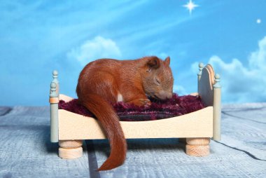 Sincap bir yatakta uyumak