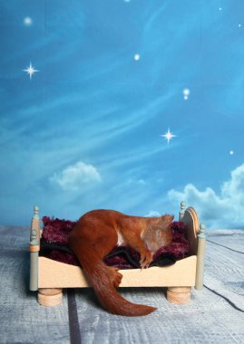 Sincap bir yatakta uyumak