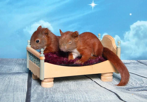 Sincap bir yatakta uyumak