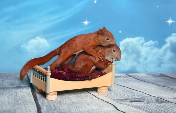 Sincap bir yatakta uyumak