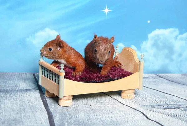 Sincap bir yatakta uyumak