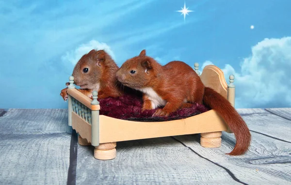 Sincap bir yatakta uyumak