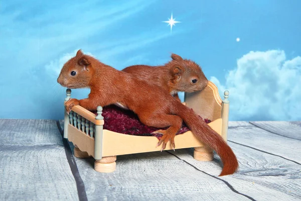 Sincap bir yatakta uyumak