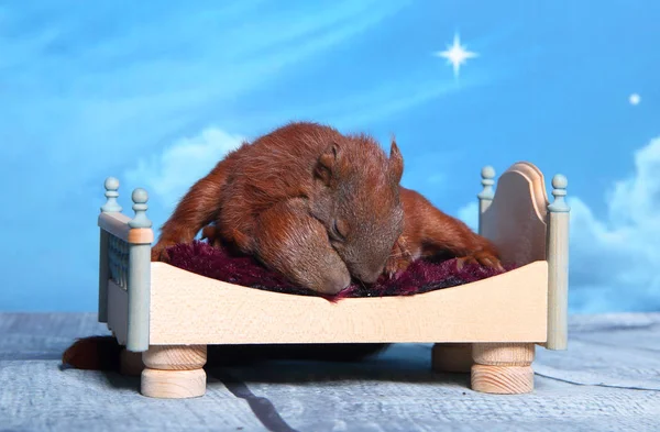 Sincap bir yatakta uyumak