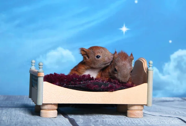 Esquilo dormindo em uma cama — Fotografia de Stock