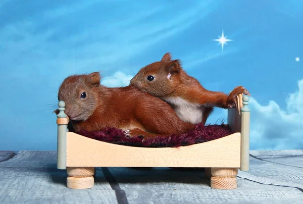 Sincap bir yatakta uyumak