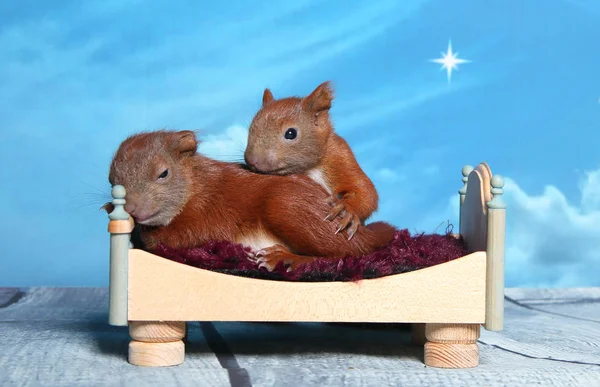 Sincap bir yatakta uyumak