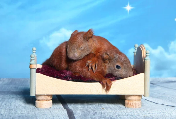 Sincap bir yatakta uyumak