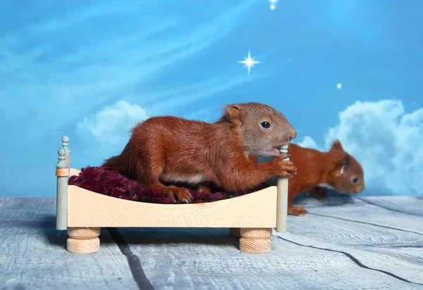 Sincap bir yatakta uyumak