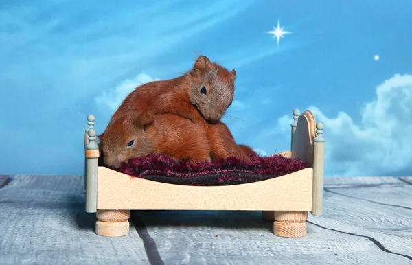 Sincap bir yatakta uyumak