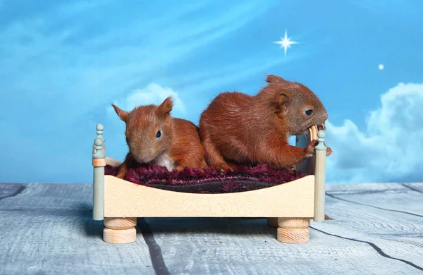 Sincap bir yatakta uyumak