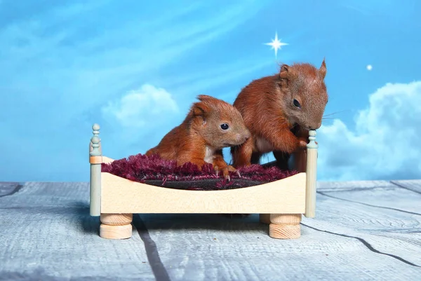 Sincap bir yatakta uyumak