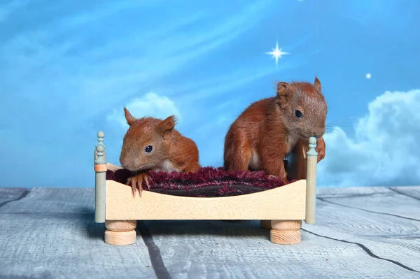 Sincap bir yatakta uyumak