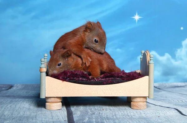 Sincap bir yatakta uyumak