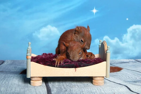 Sincap bir yatakta uyumak